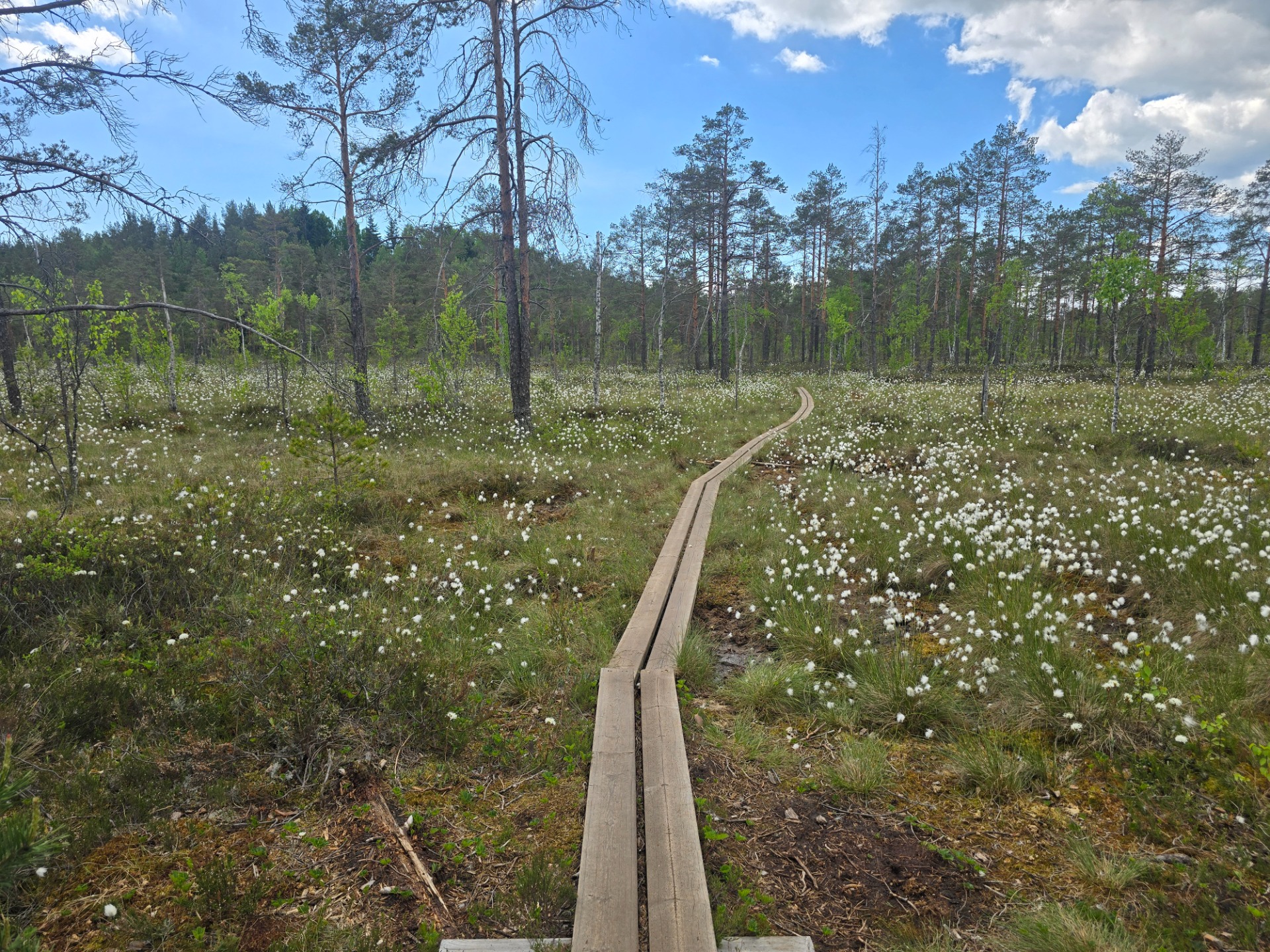 Puinen polku kaartaa kukkaniityn halki, taustalla mäntymetsä ja sininen taivas pilvineen.